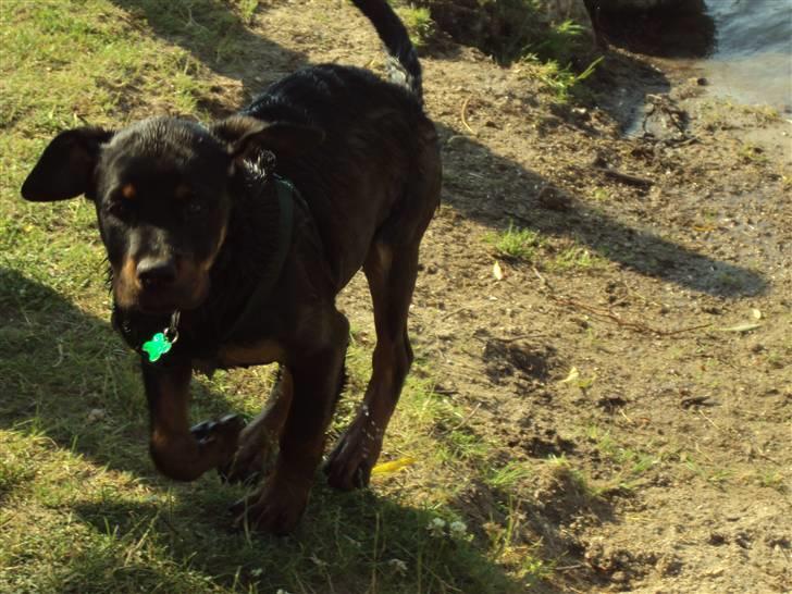 Rottweiler Loke - Pinsen 2010 ca 10 uger gammel billede 2