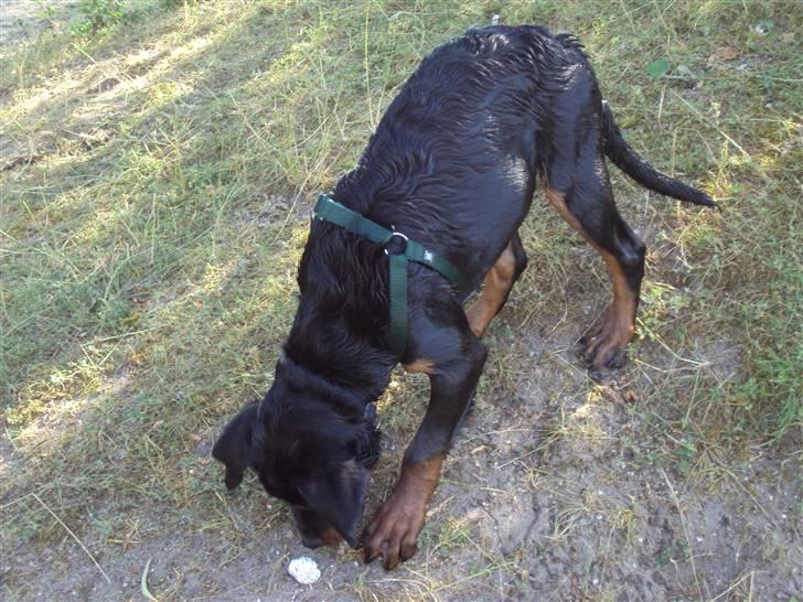 Rottweiler Loke billede 3