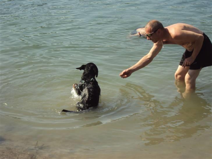 Rottweiler Loke - sommer 2010, første gang i vandet , der skal lokkes lidt:-) billede 4