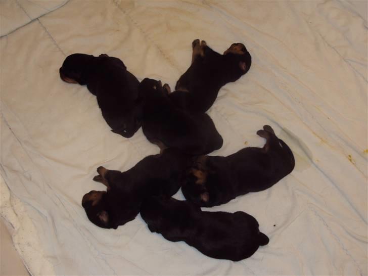 Rottweiler Loke - Loke lige født, ligger med alle sine søskene d. 26/3-2010 billede 5