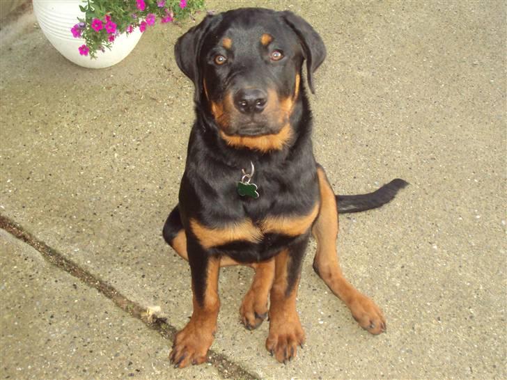 Rottweiler Loke - Nu jeg ved at blive stor ca 8 mdr gammel billede 6