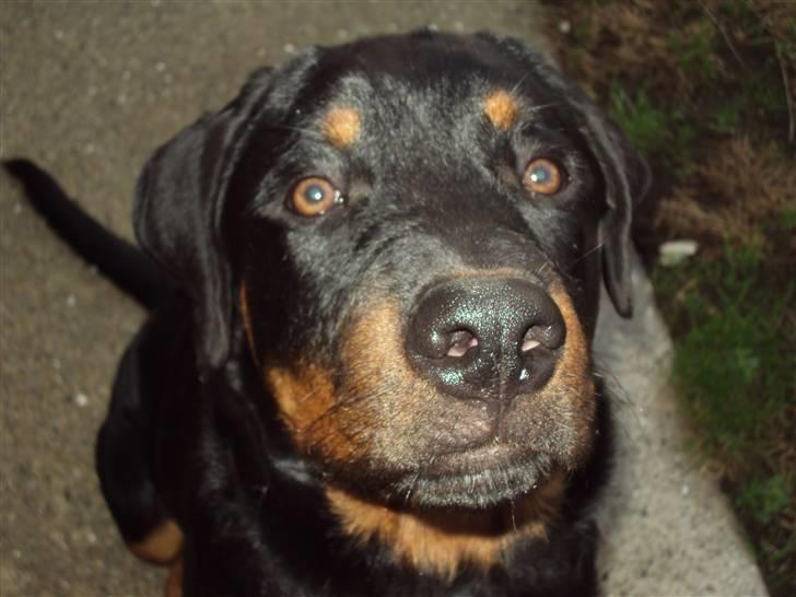 Rottweiler Loke billede 7