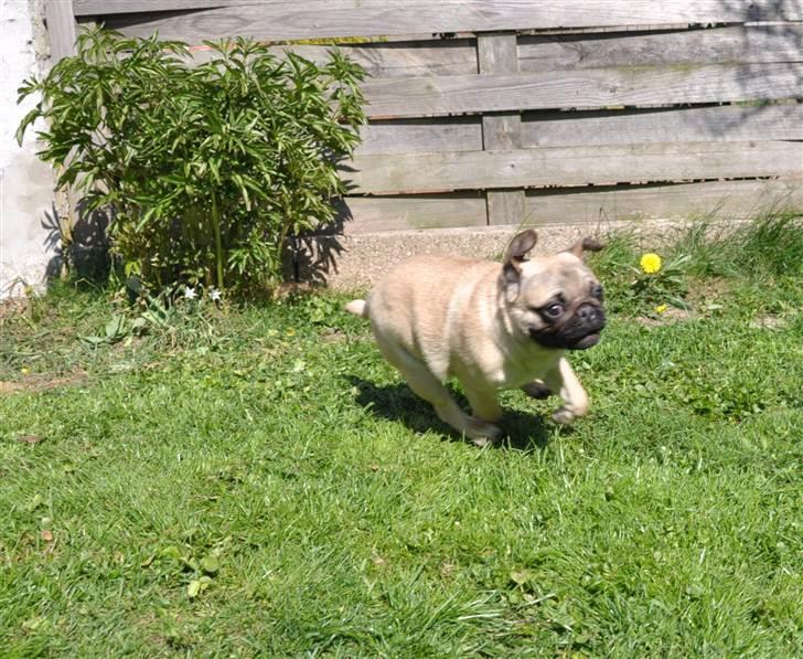 Mops Del Sur Andalusi Pikachu billede 16