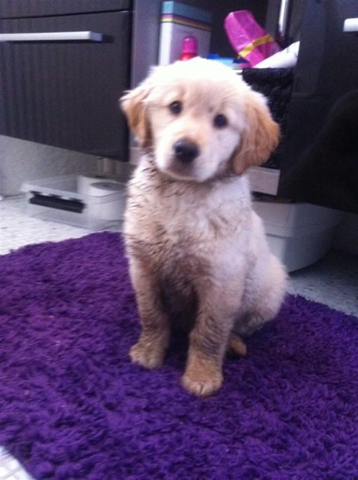 Blanding af racer Messy billede 14