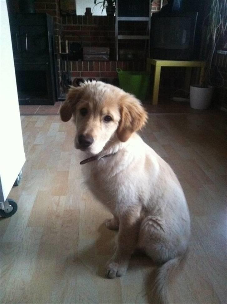 Blanding af racer Messy billede 16