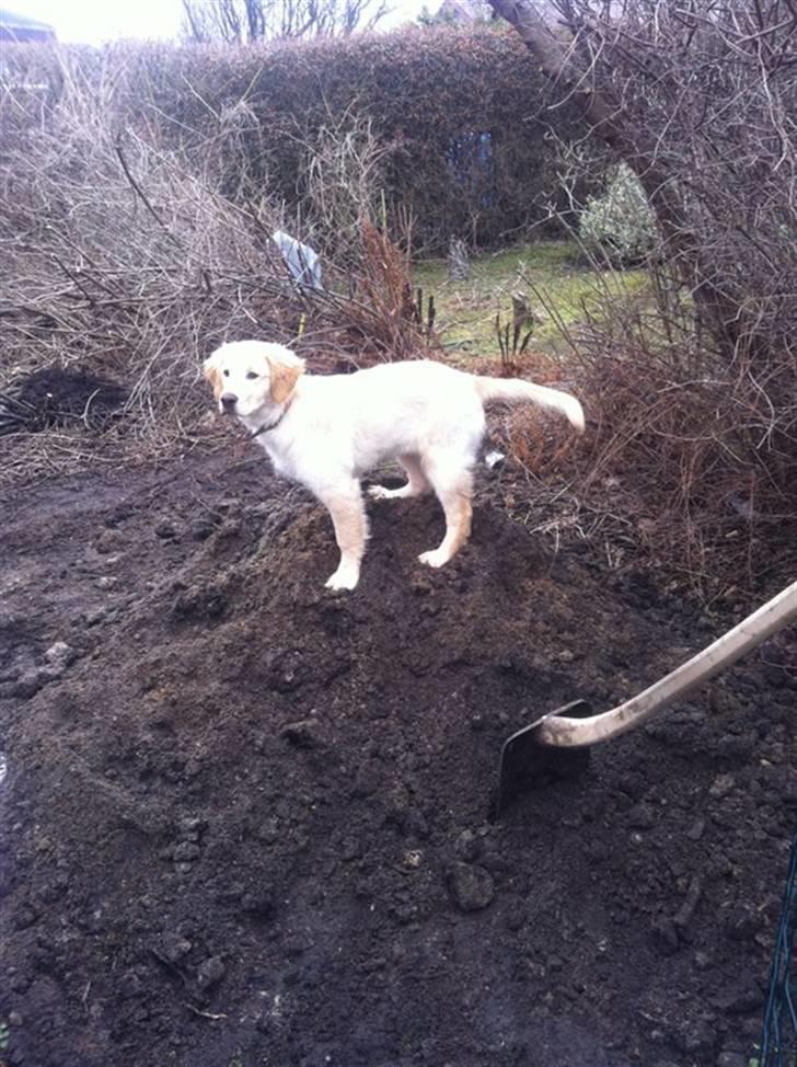 Blanding af racer Messy billede 17