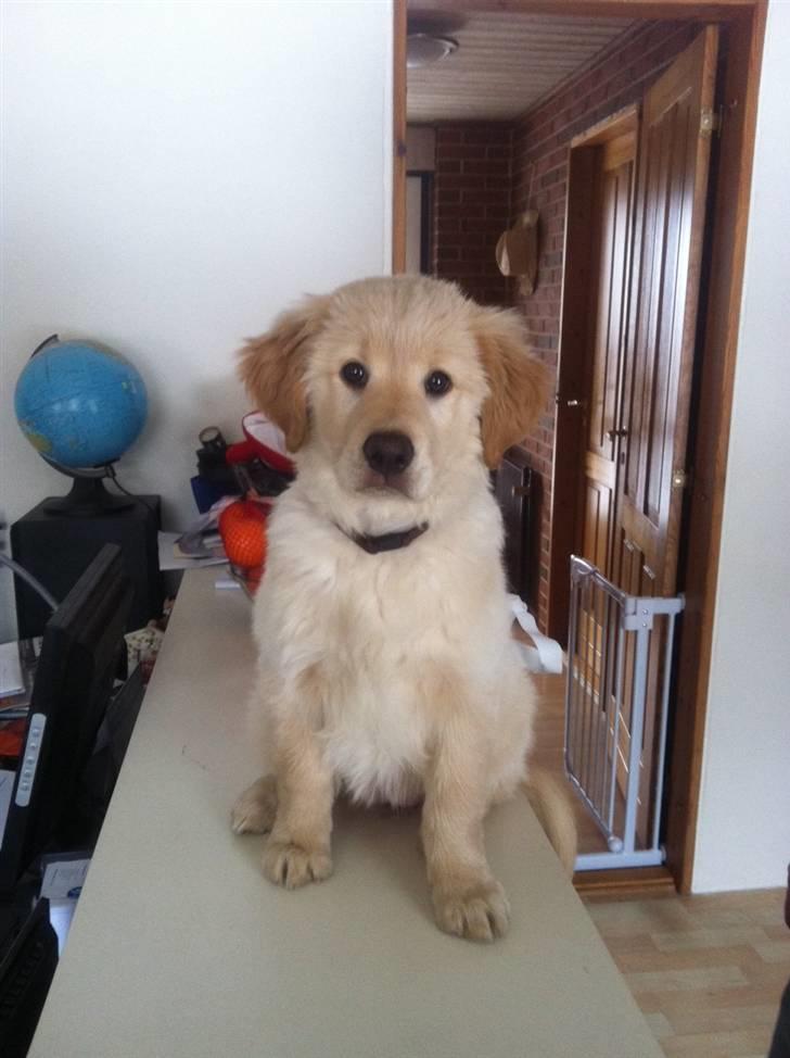 Blanding af racer Messy billede 18