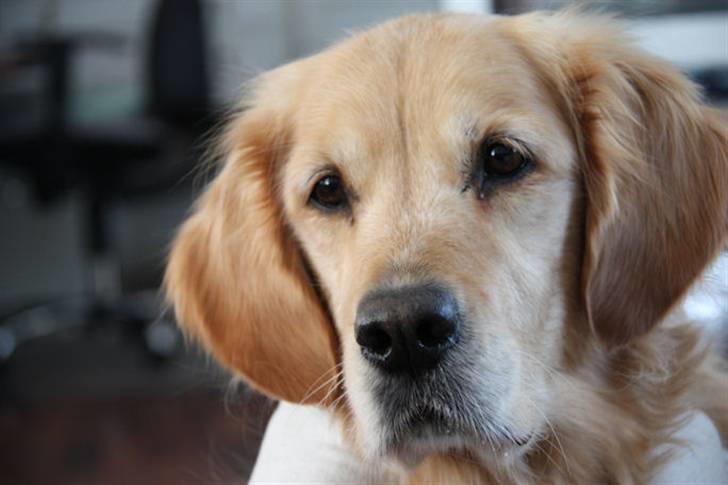 Golden retriever Bella billede 1