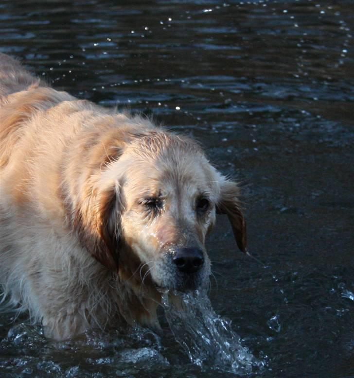 Golden retriever Bella billede 2
