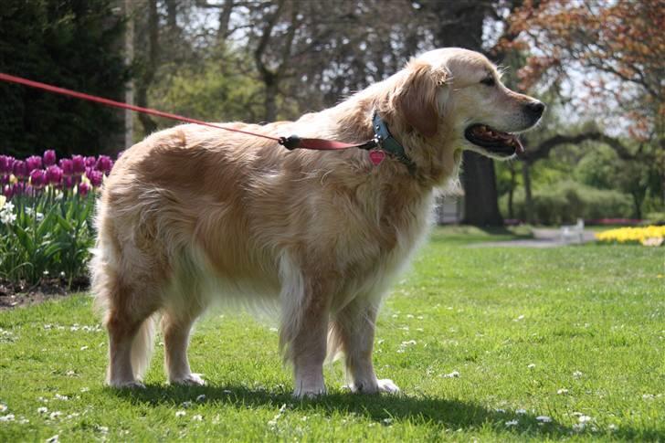 Golden retriever Bella billede 3