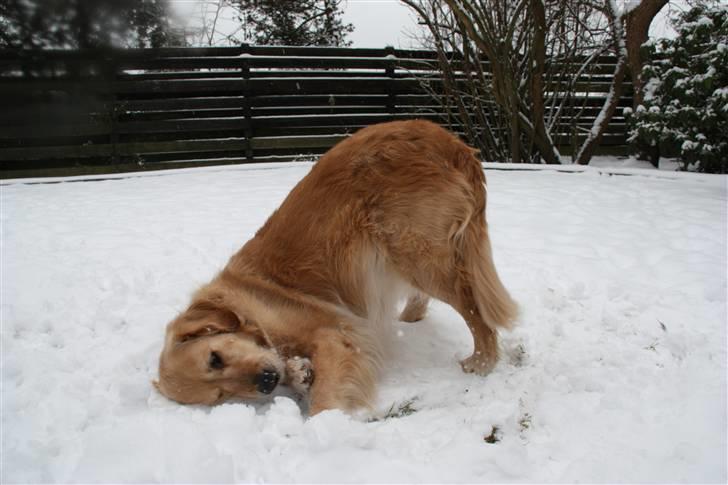 Golden retriever Bella billede 5