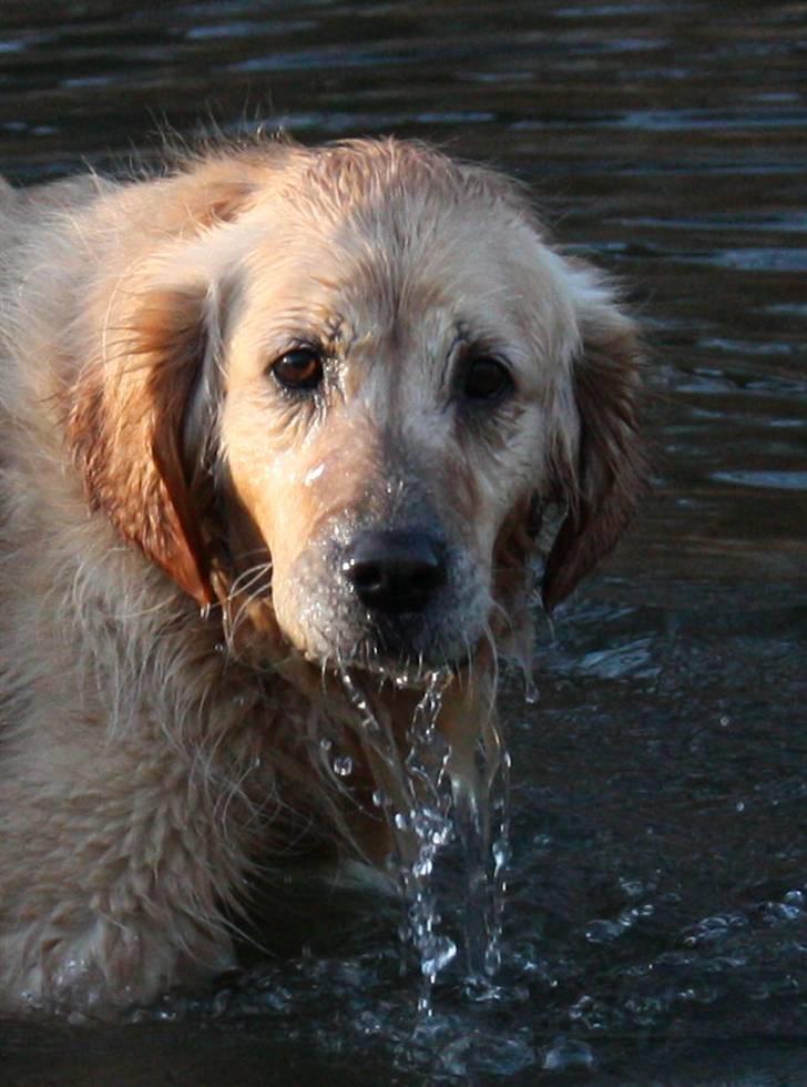 Golden retriever Bella billede 6