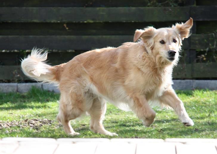 Golden retriever Bella billede 9