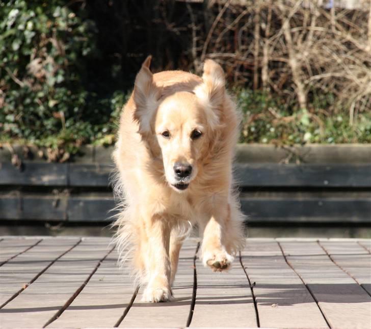 Golden retriever Bella billede 10
