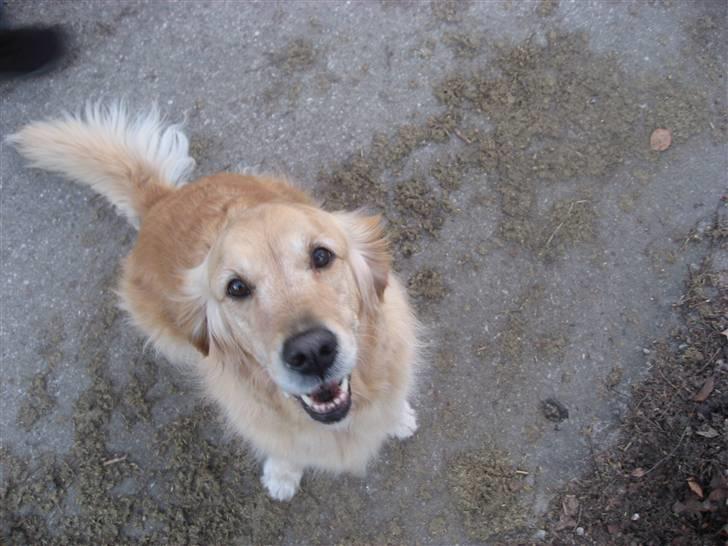 Golden retriever Bella billede 12