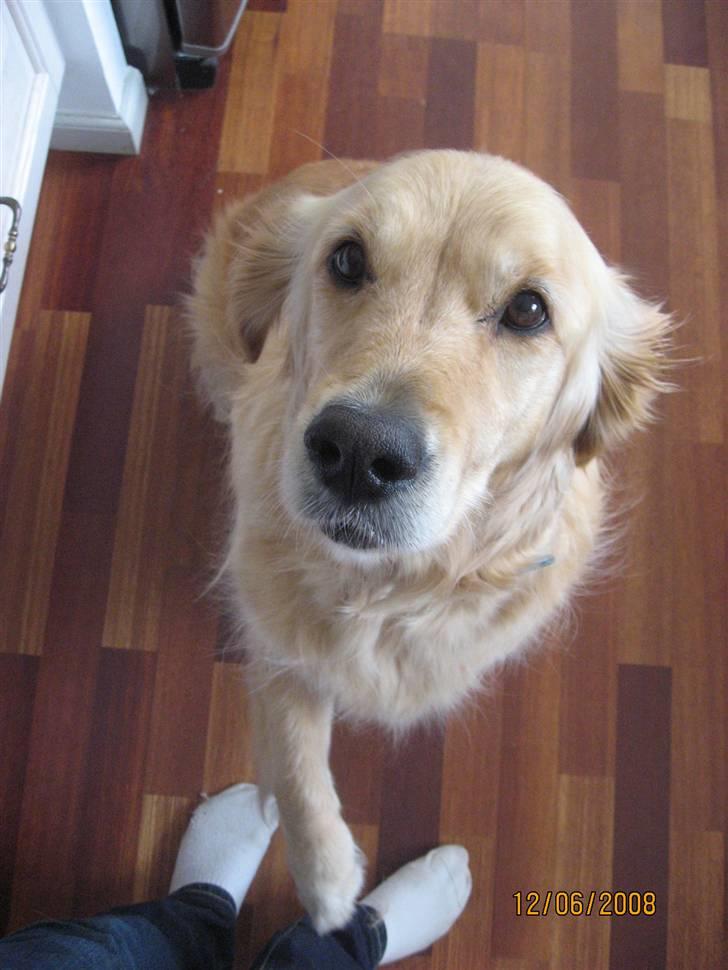 Golden retriever Bella billede 16
