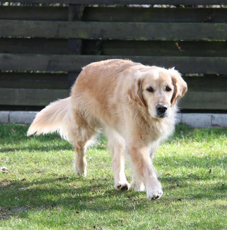 Golden retriever Bella billede 17