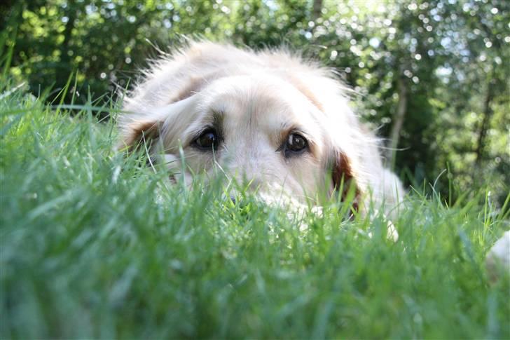 Golden retriever Bella billede 18