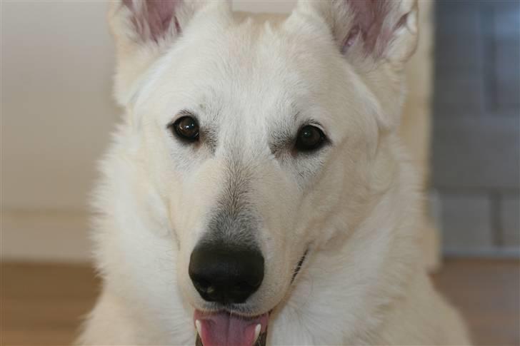 Hvid schæfer Egeborgs White Enzo billede 16