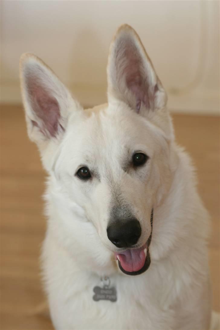 Hvid schæfer Egeborgs White Enzo billede 17