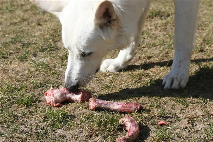 Hvid schæfer Egeborgs White Enzo billede 19
