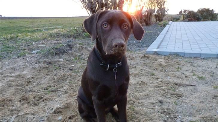 Labrador retriever KASJA * Solgt d.19 - 02 - 2012* - Du er den bedste :-) billede 16