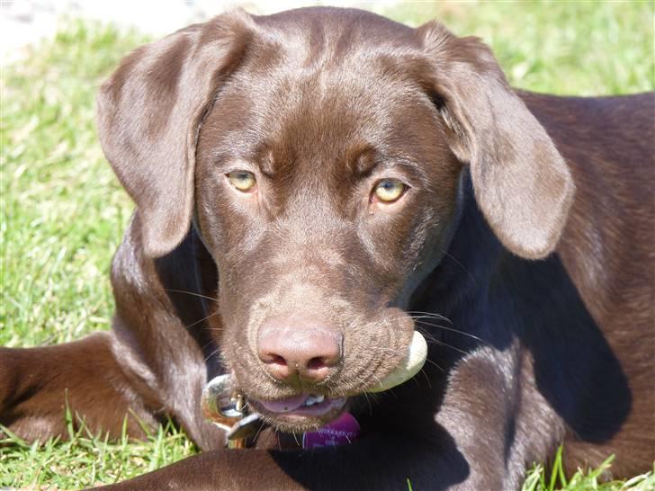 Labrador retriever KASJA * Solgt d.19 - 02 - 2012* - Smukke Kasja (': billede 4