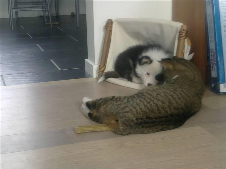 Islandsk fårehund Joey billede 7