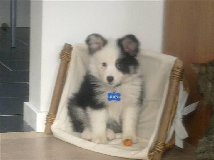 Islandsk fårehund Joey billede 8