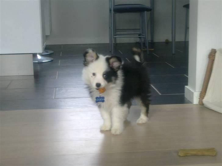 Islandsk fårehund Joey billede 9