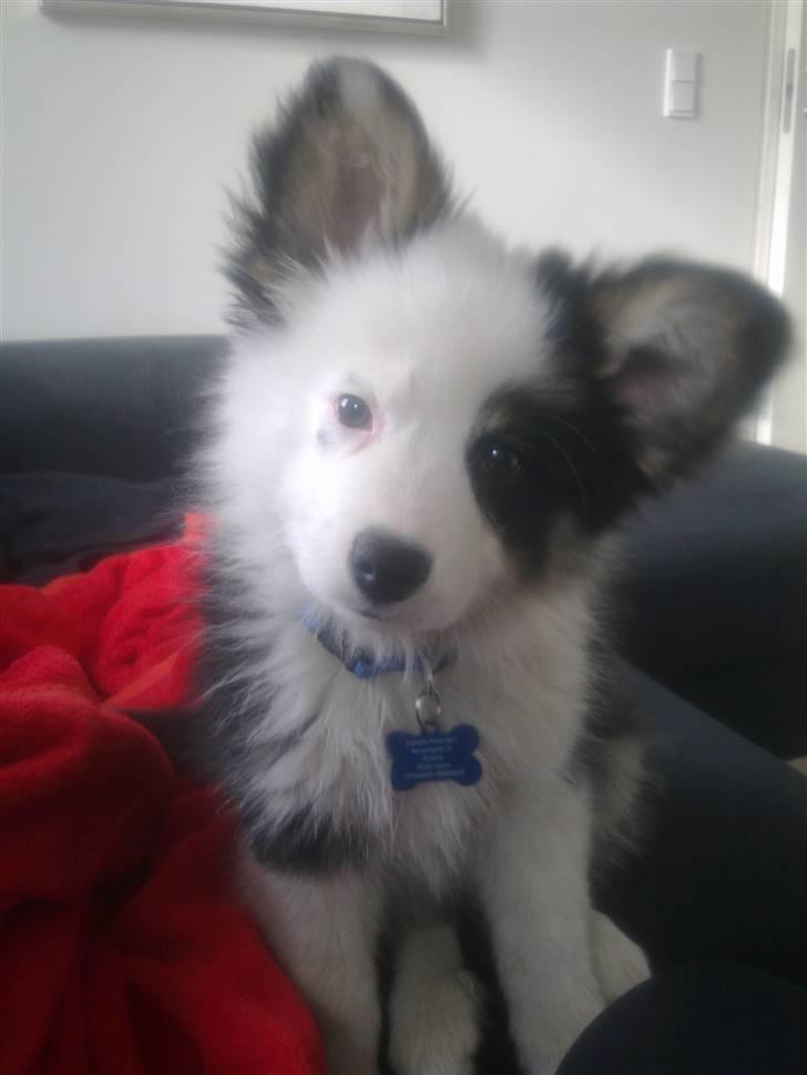 Islandsk fårehund Joey billede 10