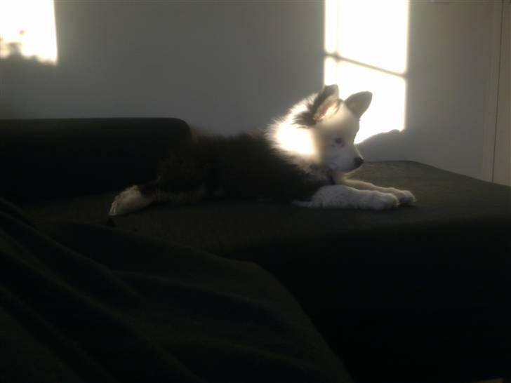 Islandsk fårehund Joey billede 11