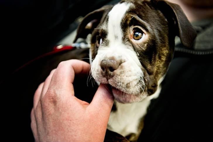 Renascence Bulldogge Velvet & Steel's Somehe Gargoyle  " Trunte " billede 11