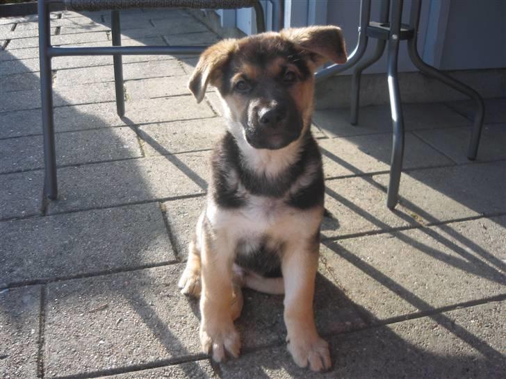 Schæferhund Kimba billede 1