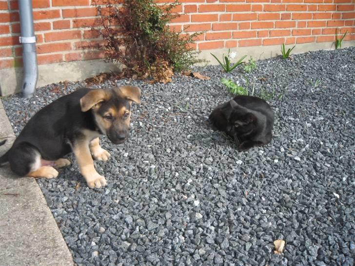 Schæferhund Kimba billede 2