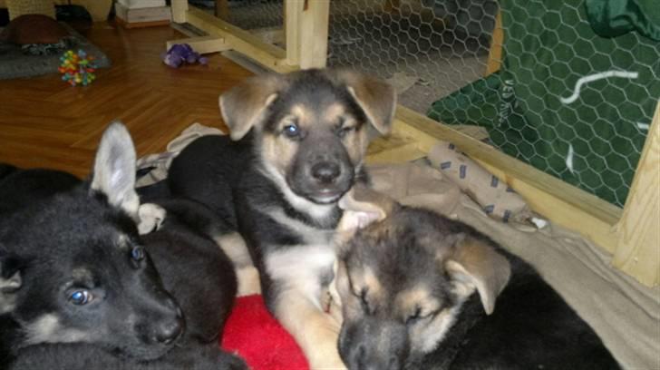 Schæferhund Kimba billede 3