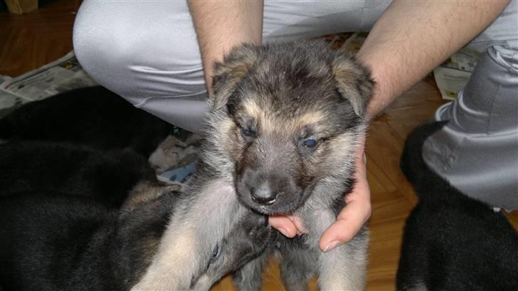 Schæferhund Kimba billede 4