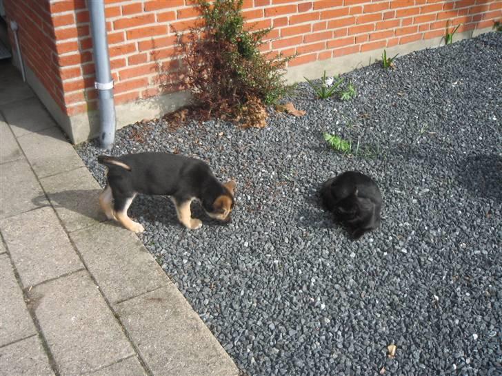 Schæferhund Kimba billede 5