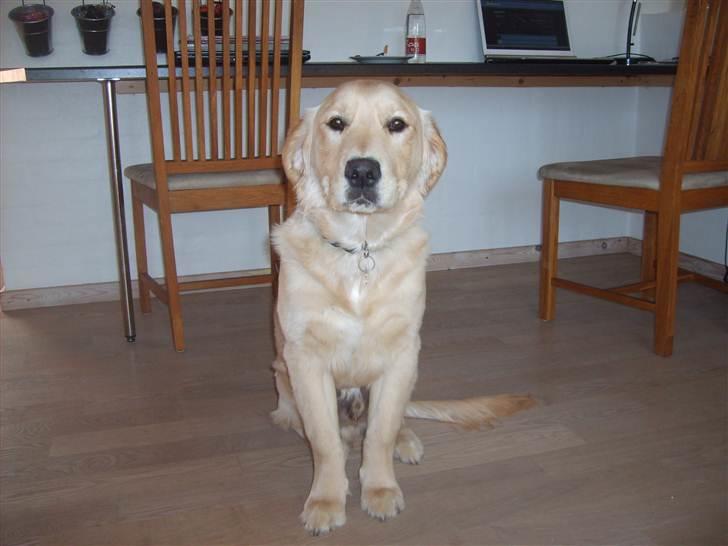 Golden retriever rocki billede 5