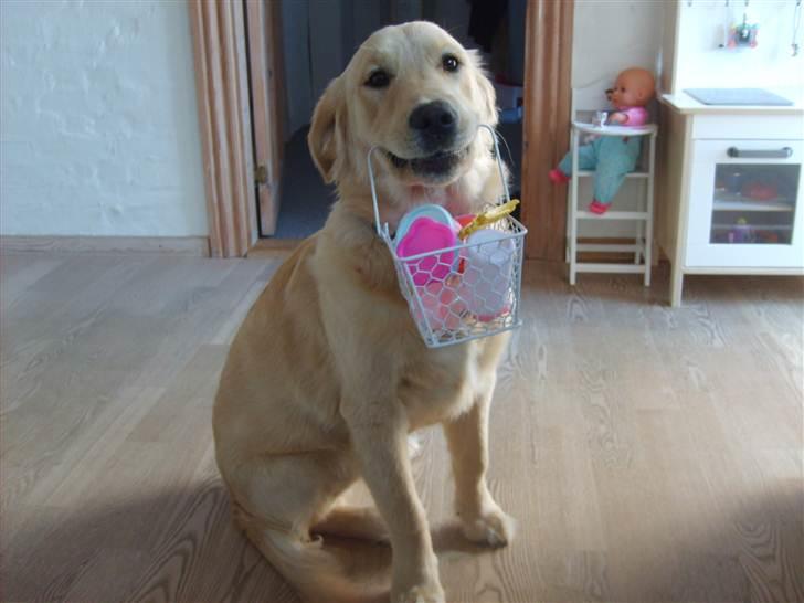 Golden retriever rocki - han elsker at gå med ting billede 6