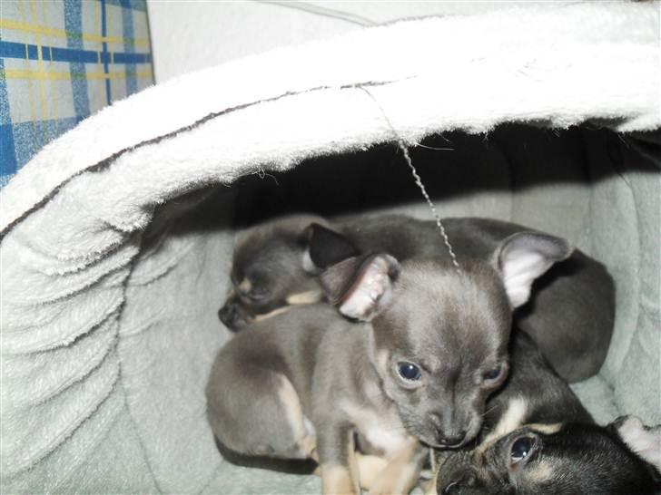 Chihuahua mini billede 3