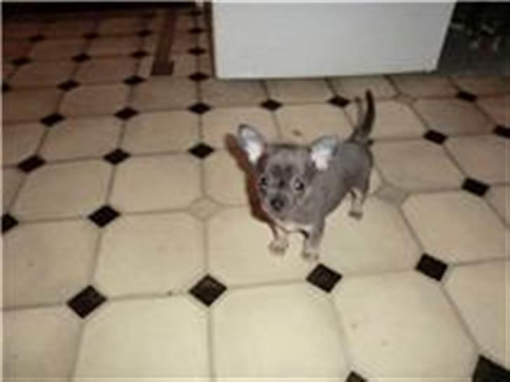 Chihuahua mini billede 4