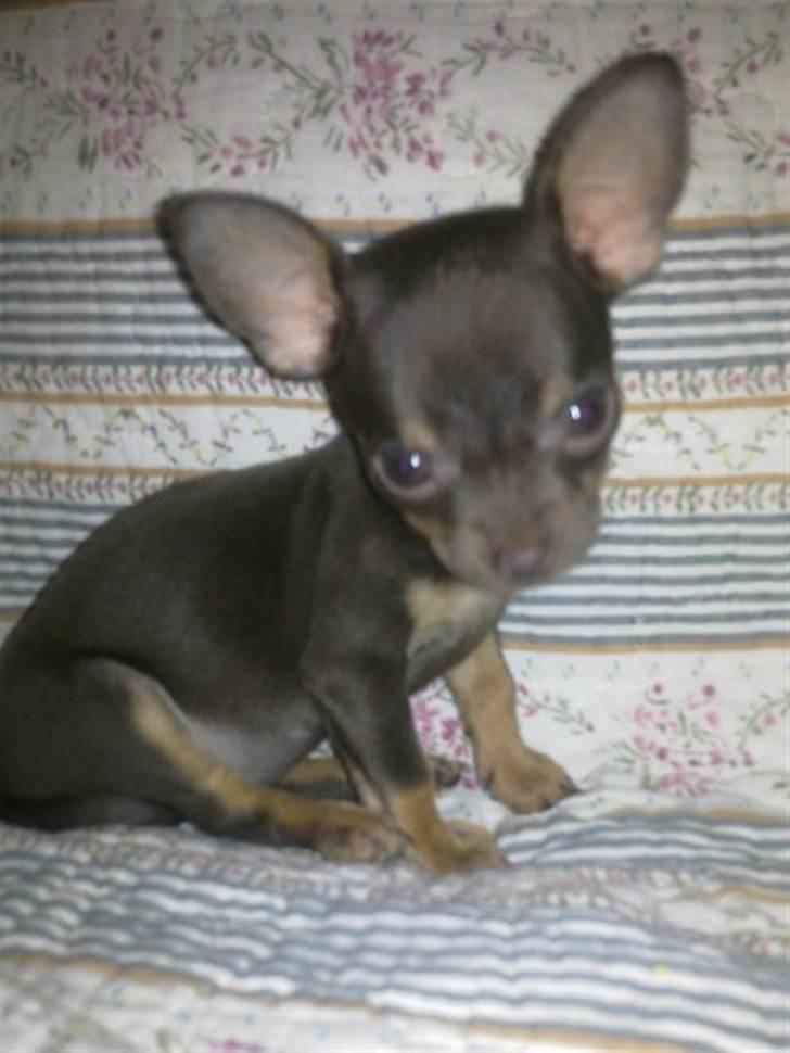 Chihuahua mini billede 6