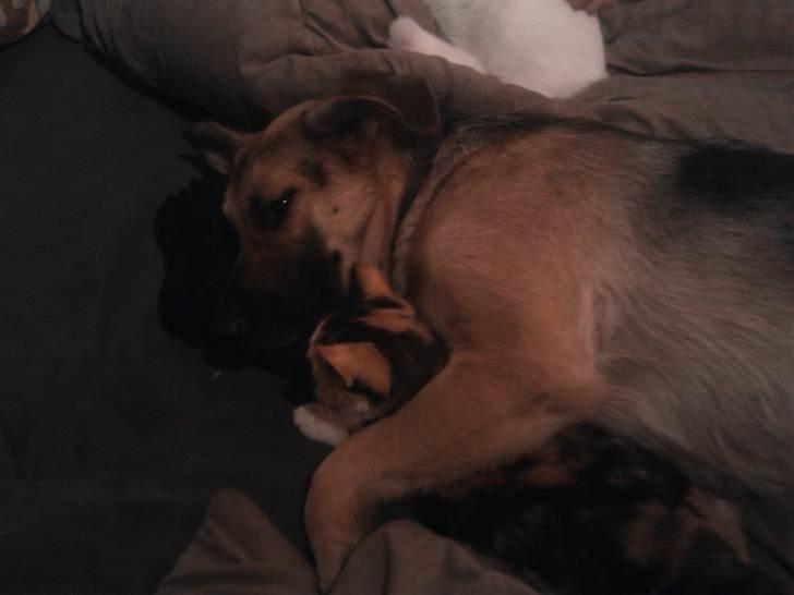 Blanding af racer Daisy - Daisy og katten ligger og putter:) billede 8