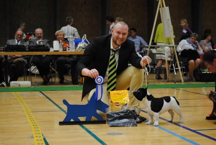 Fransk bulldog Hugs Abilio Bachelet "Costa" - Tønder d. 2. april Costa blev bedste baby og Best In Show 2! Vi er så stolte billede 11