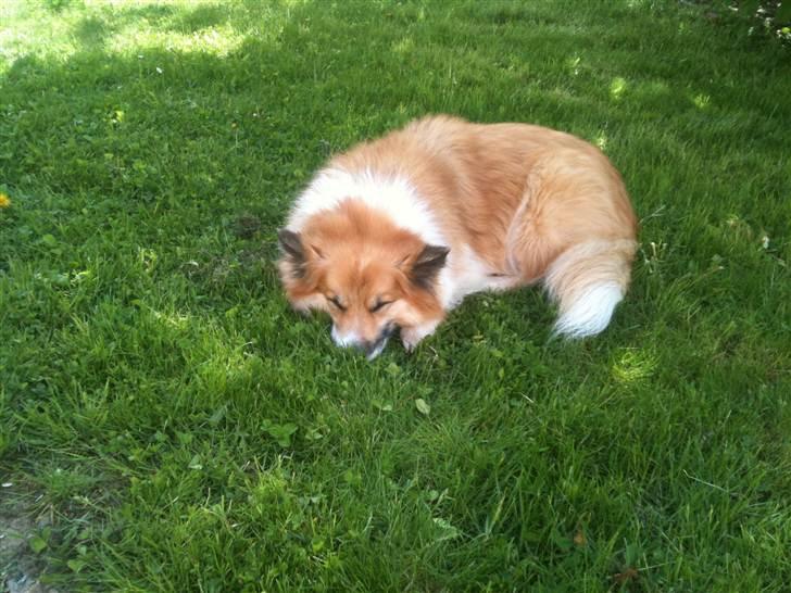 Islandsk fårehund Mestur billede 1