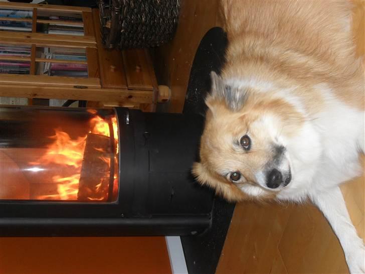 Islandsk fårehund Mestur billede 2