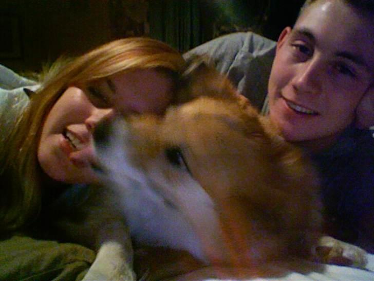 Islandsk fårehund Mestur billede 3