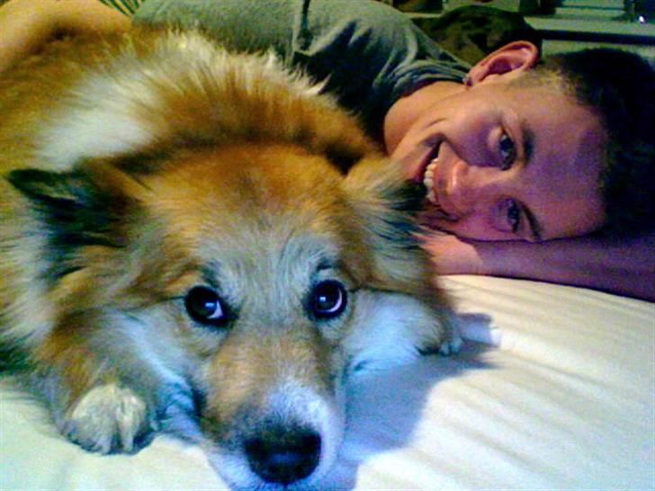 Islandsk fårehund Mestur billede 4