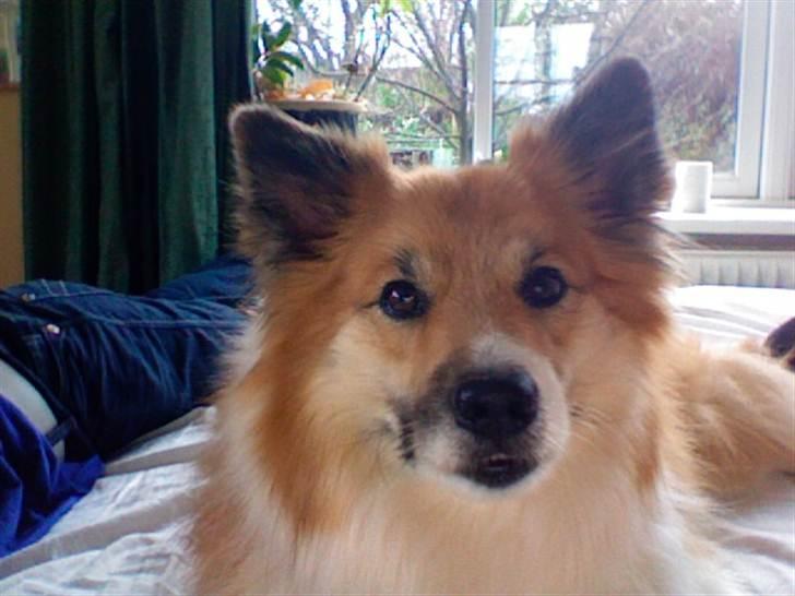 Islandsk fårehund Mestur billede 5